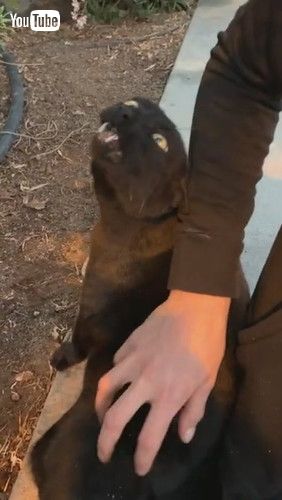 「Cat Makes Unique Noises || ViralHog」