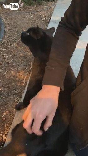 「Cat Makes Unique Noises || ViralHog」