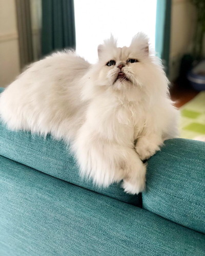 フサフサ吟太朗くん