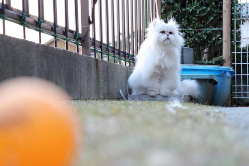 フサフサ吟太朗くん