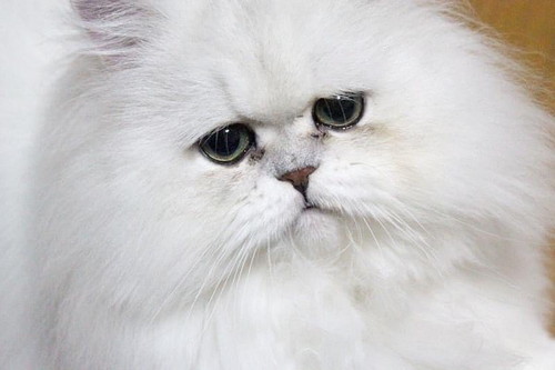 フサフサ吟太朗くん