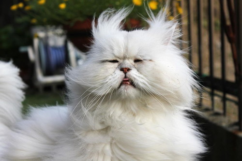 フサフサ吟太朗くん