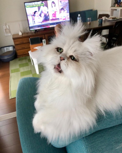 フサフサ吟太朗くん