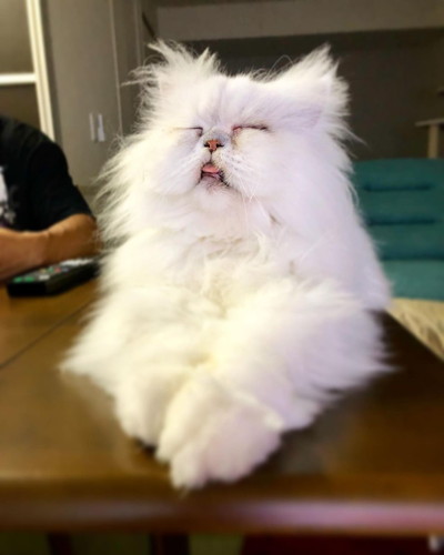 フサフサ吟太朗くん