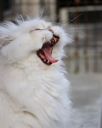 フサフサ吟太朗くん