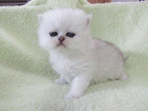 フサフサ吟太朗くん