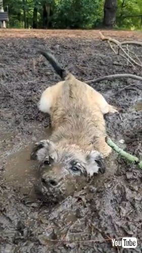 Muddy Puppy