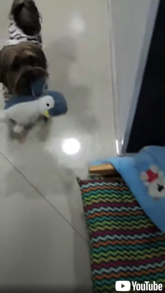 毎日の日課をこなす犬