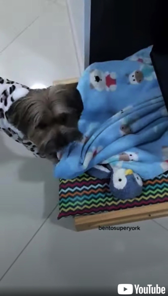 毎日の日課をこなす犬