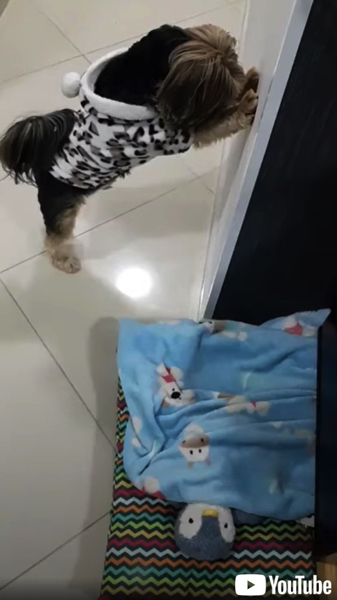 毎日の日課をこなす犬