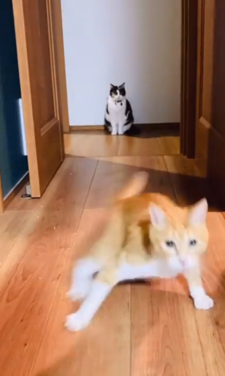 動画・フレームイン