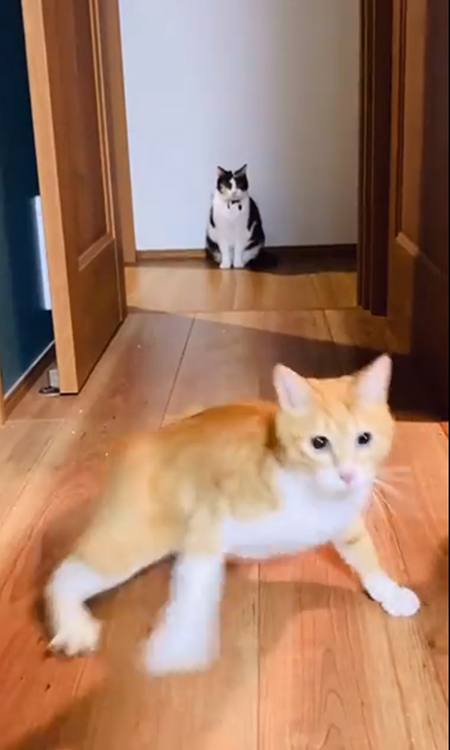 動画・フレームイン直後