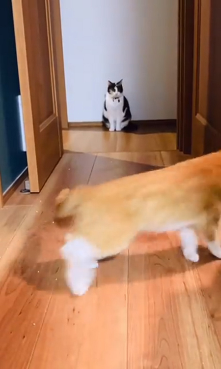 動画・さっそうと去るチャボくん