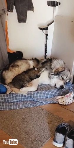 「Great Pyrenees Cuddles With Kitty Cat Friend || ViralHog」