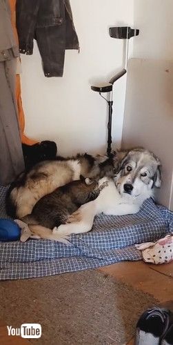 「Great Pyrenees Cuddles With Kitty Cat Friend || ViralHog」