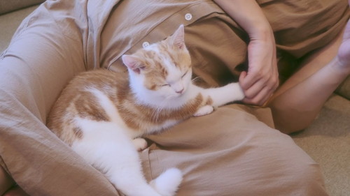 「【感動】子猫に、人間の妹ができました。」