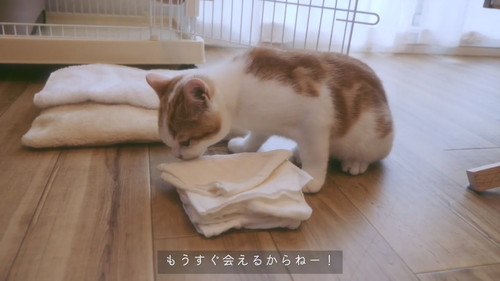 「【感動】子猫に、人間の妹ができました。」