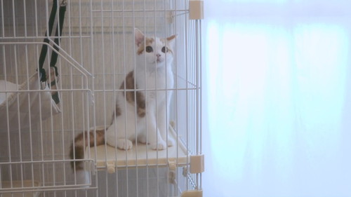 「【感動】子猫に、人間の妹ができました。」