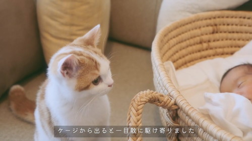 「【感動】子猫に、人間の妹ができました。」