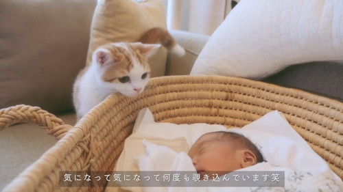 「【感動】子猫に、人間の妹ができました。」
