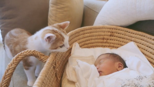 「【感動】子猫に、人間の妹ができました。」