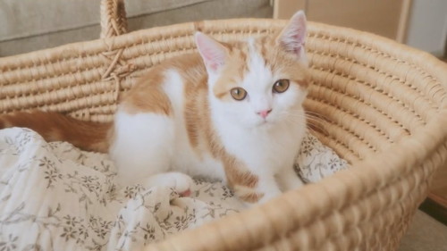 「【感動】子猫に、人間の妹ができました。」