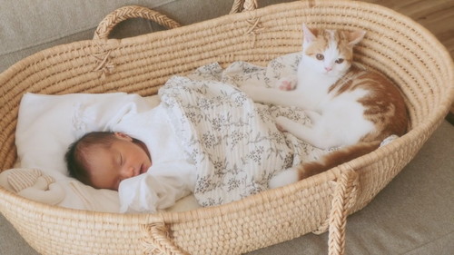 「【感動】子猫に、人間の妹ができました。」