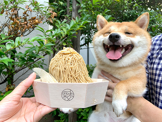 豆柴うに&ゴールデンレトリバーおからさん