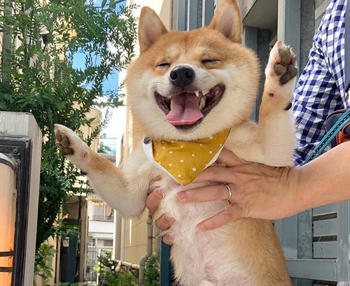 豆柴うに&ゴールデンレトリバーおからさん