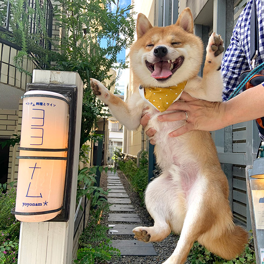 豆柴うに&ゴールデンレトリバーおからさん