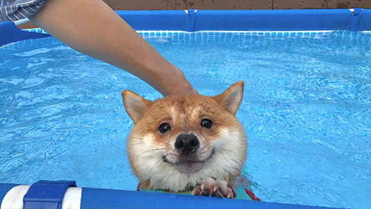 豆柴うに&ゴールデンレトリバーおからさん