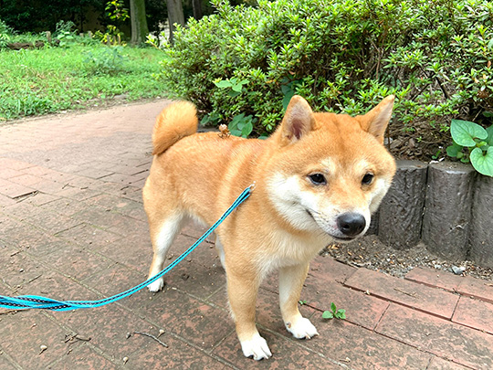 豆柴うに&ゴールデンレトリバーおからさん