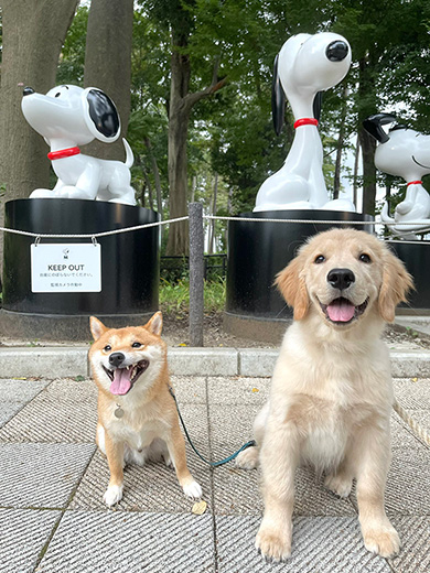 豆柴うに&ゴールデンレトリバーおからさん