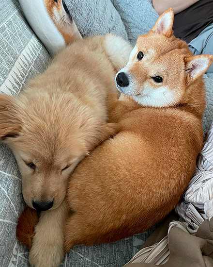 豆柴うに&ゴールデンレトリバーおからさん