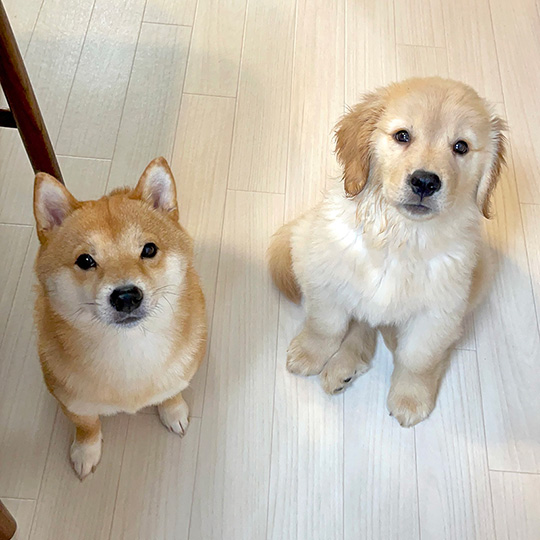 豆柴うに&ゴールデンレトリバーおからさん