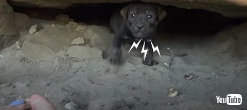 怖がりな子犬たち