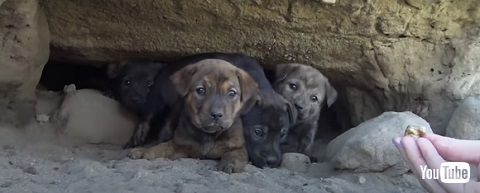 怖がりな子犬たち