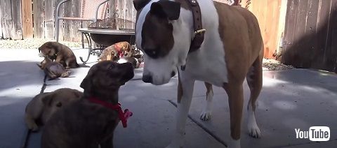 怖がりな子犬たち