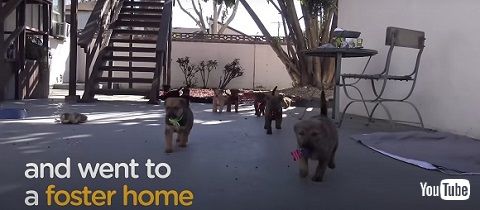 怖がりな子犬たち