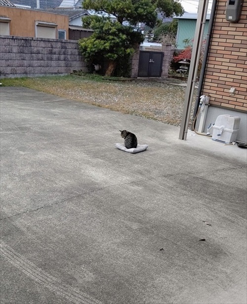 風に飛ばされた座布団でくつろぐ猫ちゃん