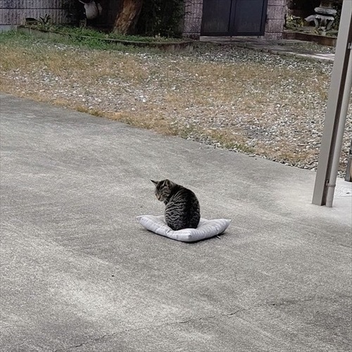 風に飛ばされた座布団でくつろぐ猫ちゃん
