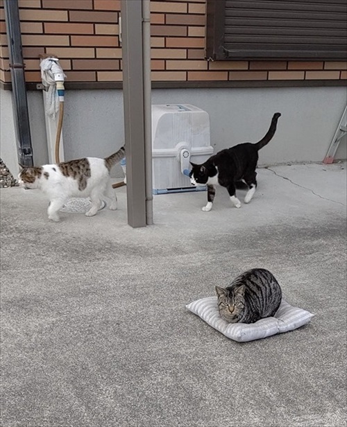 風に飛ばされた座布団でくつろぐ猫ちゃん