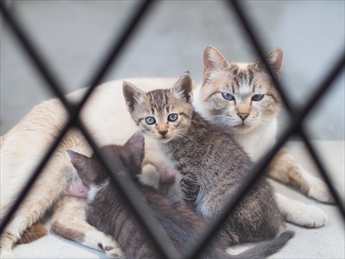 風に飛ばされた座布団でくつろぐ猫ちゃん