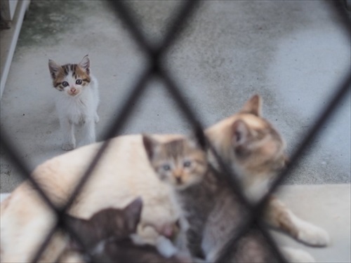 風に飛ばされた座布団でくつろぐ猫ちゃん