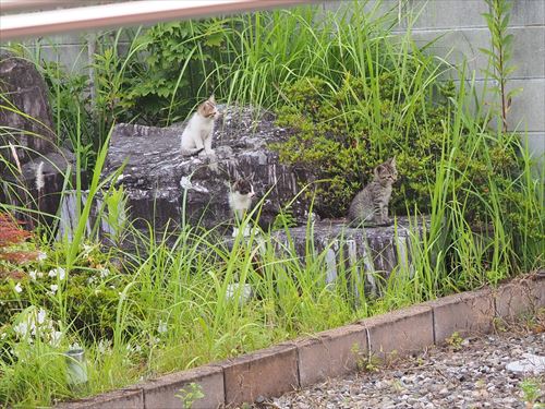 風に飛ばされた座布団でくつろぐ猫ちゃん