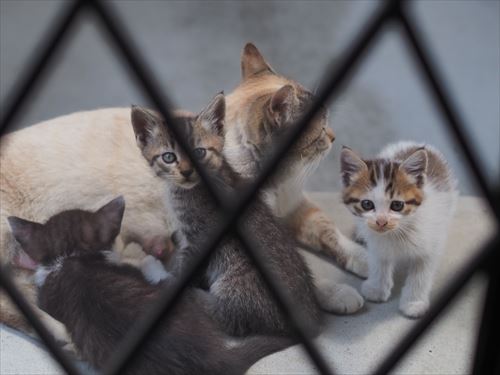 風に飛ばされた座布団でくつろぐ猫ちゃん