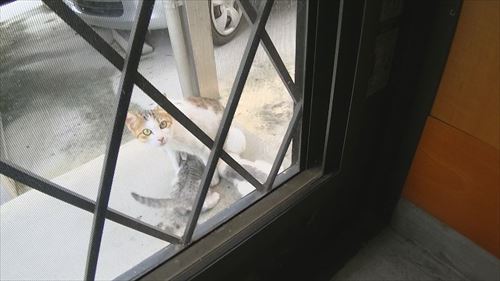 風に飛ばされた座布団でくつろぐ猫ちゃん