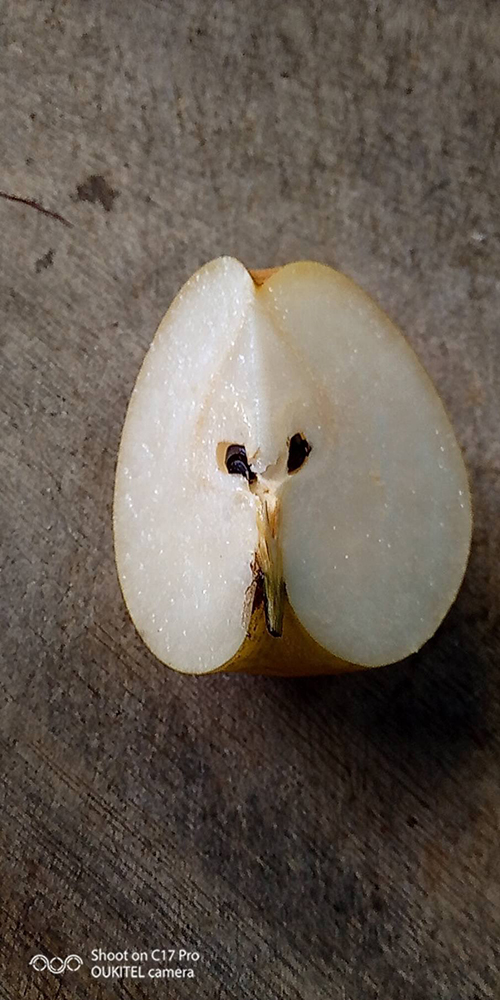 3分の1ナシ