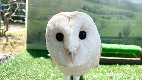アイちゃんのお顔