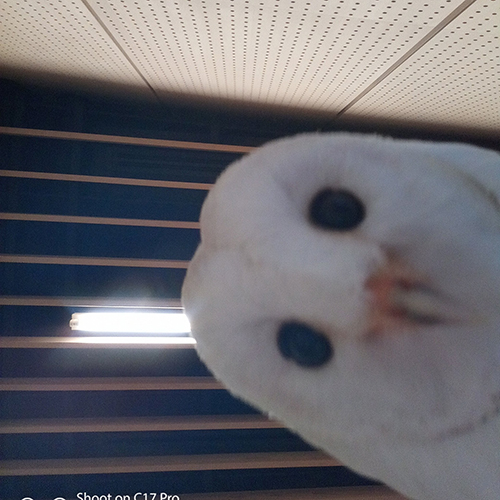 アイちゃんの自撮り